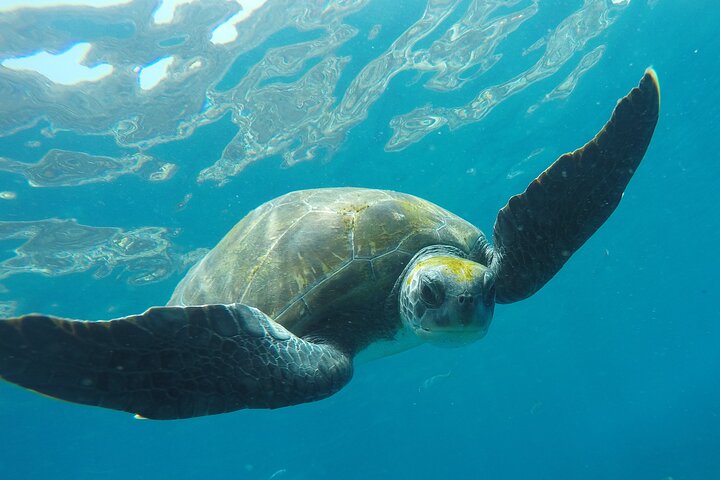 Kayaking + snorkeling with turtles