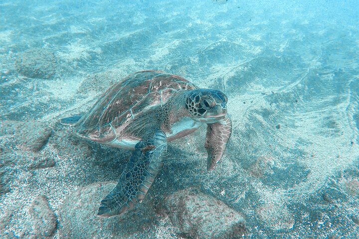 Kayaking + snorkeling with turtles