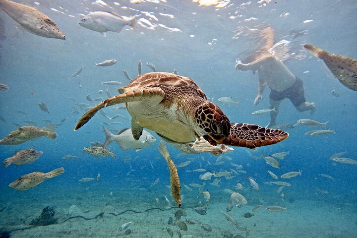 Unforgettable Sea Turtle Swim & Grote Knip Beach Escape