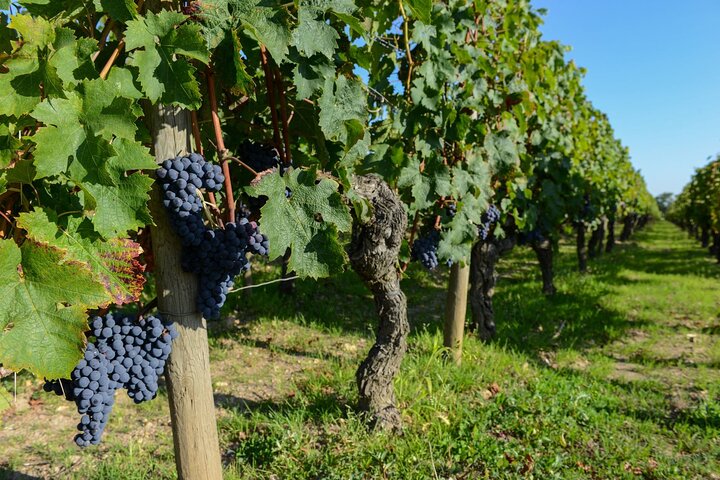 Medoc Region Wine Day Trip with Vineyard Visits & Tastings from Bordeaux