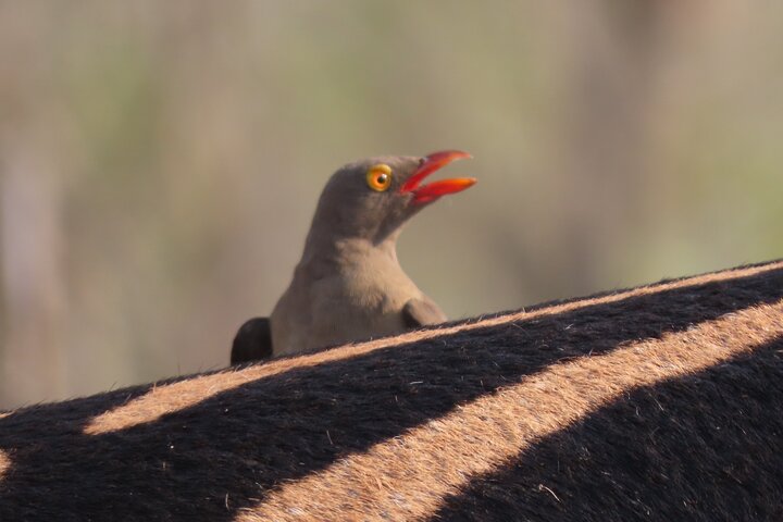 Kruger National Park - Private full day Safari trip.