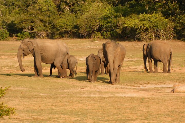 Yala National Park Safari Tour From Hambantota port