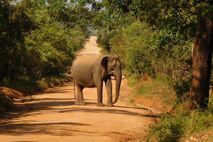 Yala National Park Safari Tour From Hambantota port