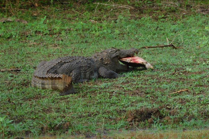 Yala National Park Safari Tour From Hambantota port