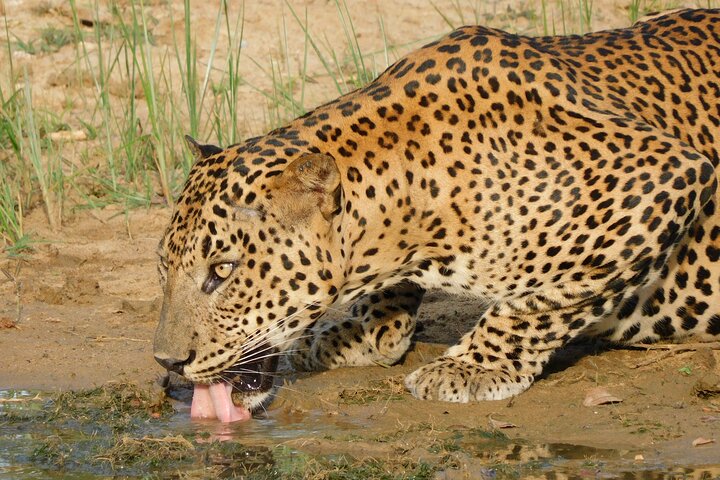 Yala National Park Safari Tour From Hambantota port