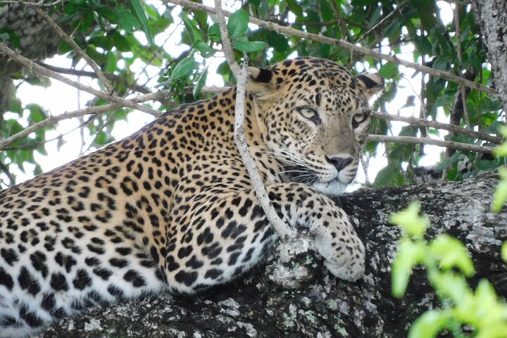Yala National Park Safari Tours - Half Day & Full Day
