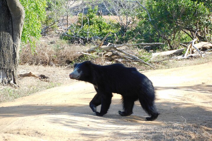 Yala National Park Safari Tours - Half Day & Full Day