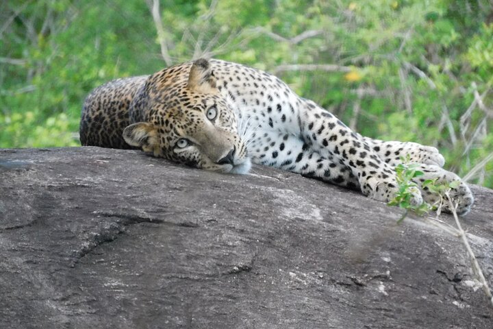 Yala National Park Safari Tours - Half Day & Full Day