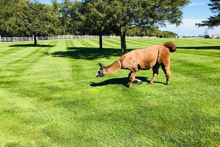 Marthas Vineyard Luxury Tour (2hrs)