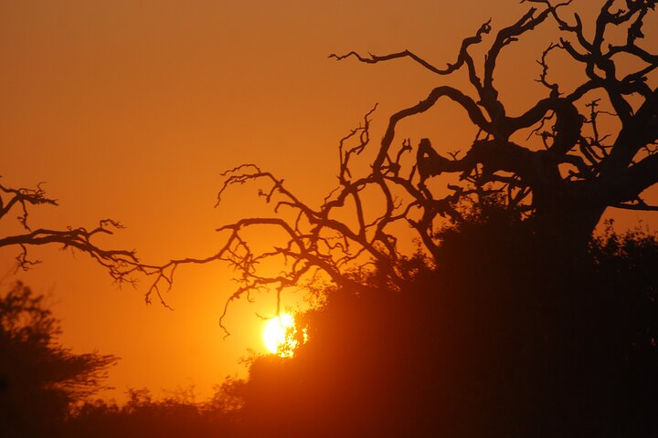 Bundala Birds Safari by Jeeps