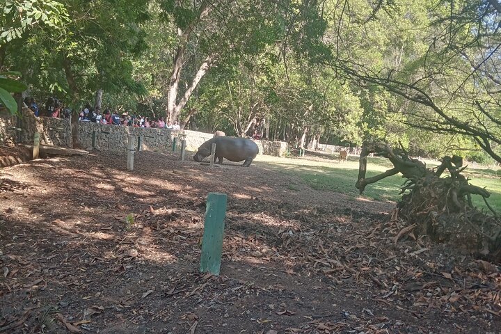 Haller Park Tour observing hippos, giraffes, birds, monkeys, crocs & others