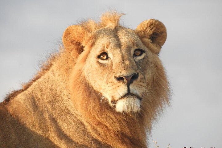 Private Adventure: Nairobi park, Elephants & Giraffe centre