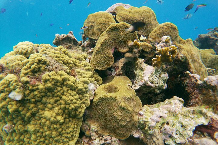 Catamaran Party Cruise with Snorkeling & BBQ