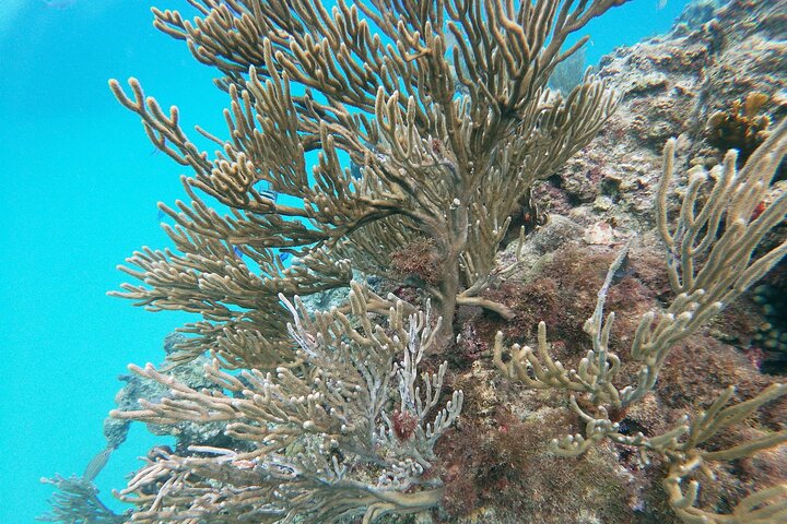 Catamaran Party Cruise with Snorkeling & BBQ