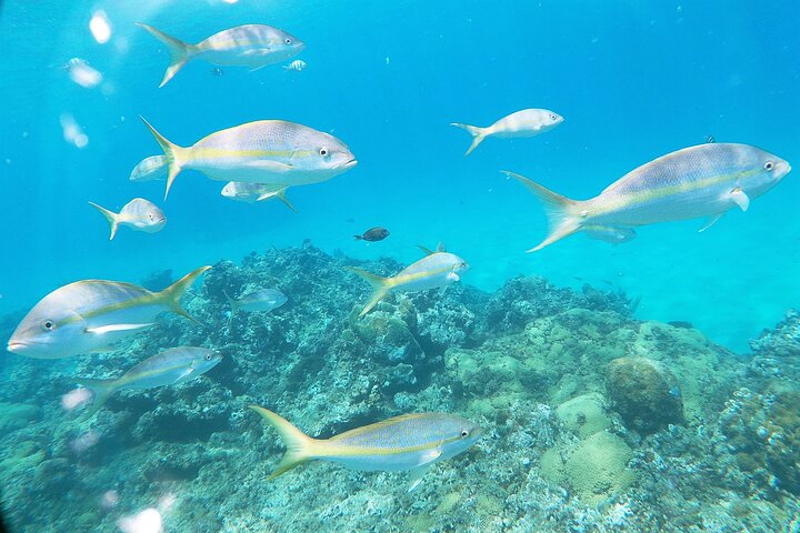 Catamaran Party Cruise with Snorkeling & BBQ