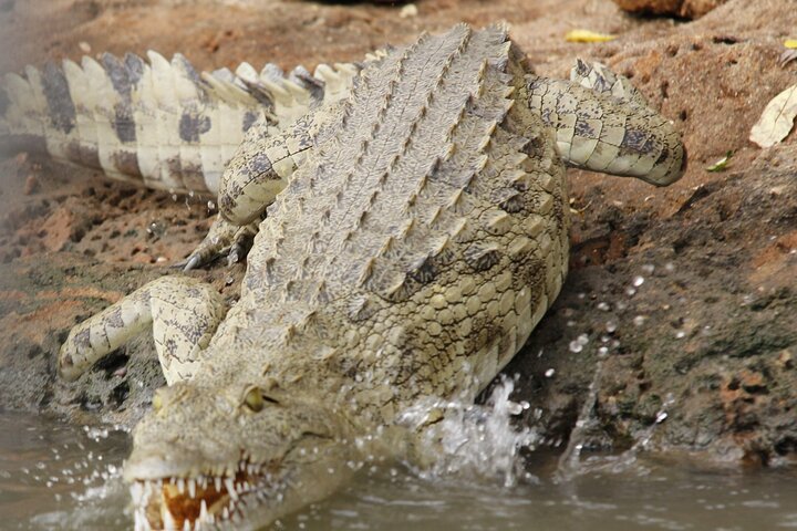 From Zanzibar: Mikumi Safari Day Trip with Flights and Meal