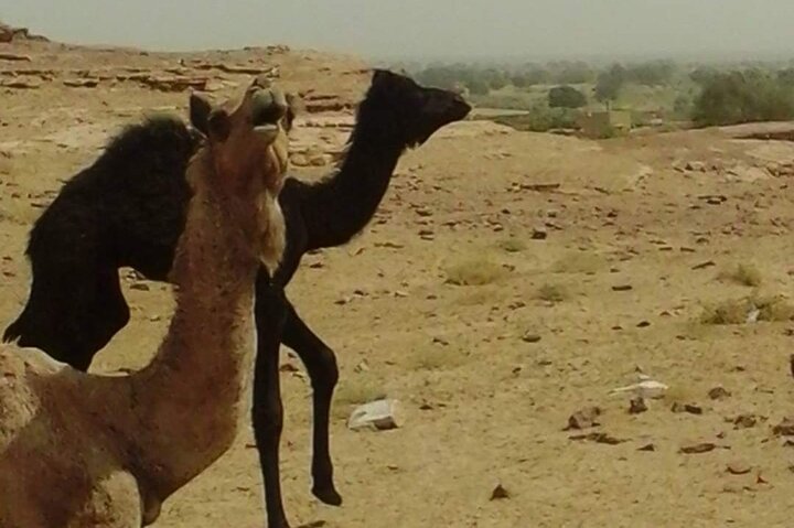 Non-touristic overnight camel safari