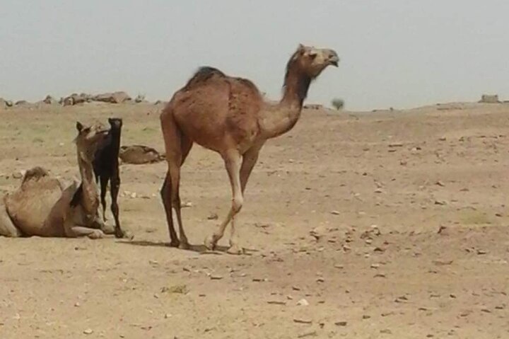 Non-touristic overnight camel safari