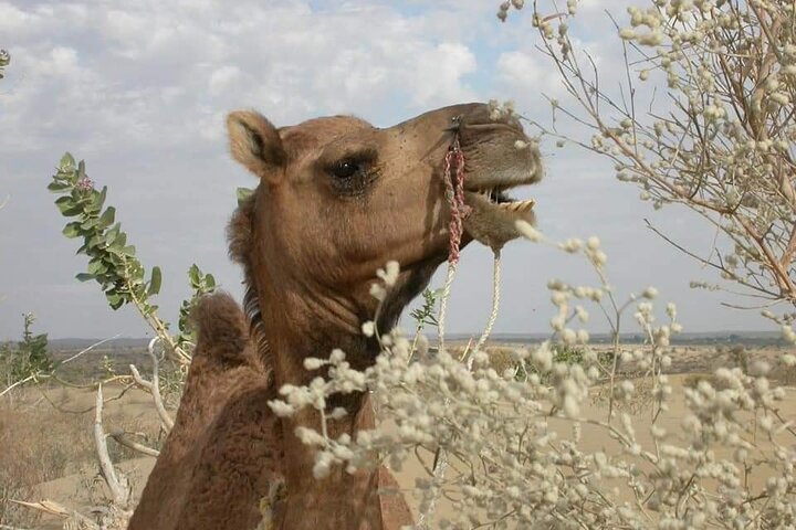 Non-touristic overnight camel safari