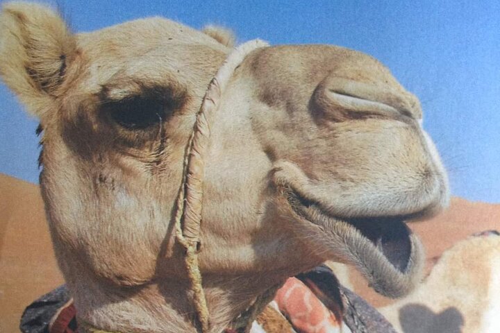 Non-touristic overnight camel safari