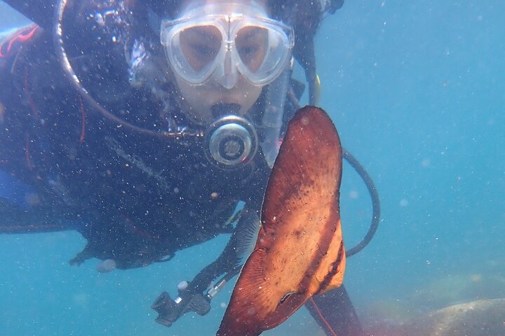 Let's enjoy Scuba diving in Izu Peninsula for certificate Diver