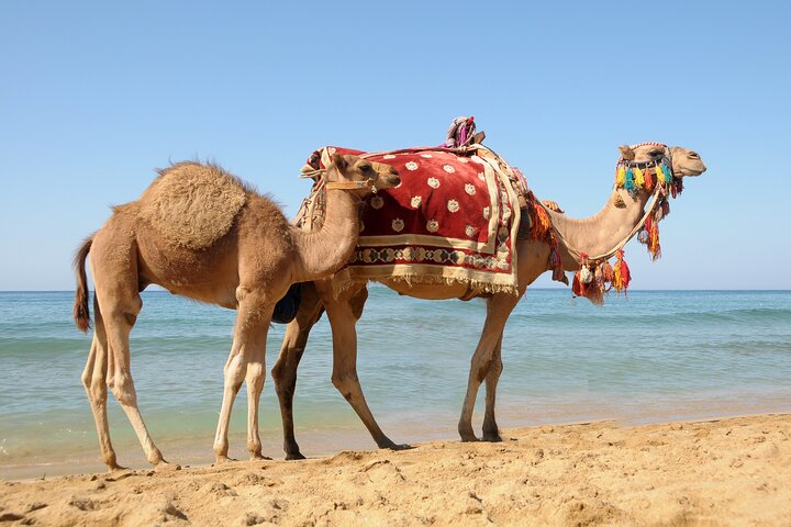 Tangier Day Trip from Rabat with Free Camel Ride