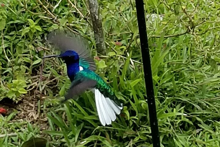 Birdwatching, Waterfall, Rainforest and Island Nature Tours