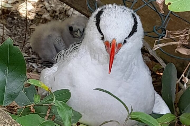 Birdwatching, Waterfall, Rainforest and Island Nature Tours