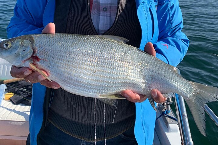 Fishing Tour with a Fishing Boat at Lake Constance (Untersee)