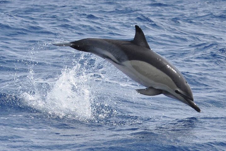 Whale and Dolphin Watching Tour on Pico Island