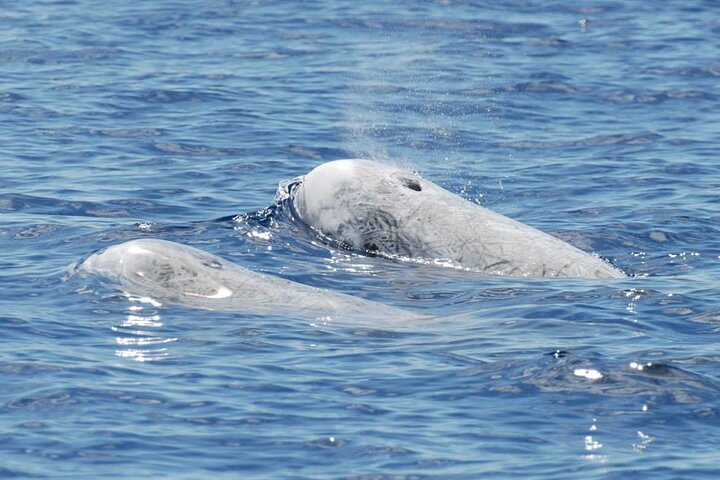 Whale and Dolphin Watching Tour on Pico Island