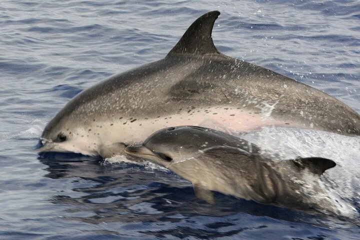 Whale and Dolphin Watching Tour on Pico Island