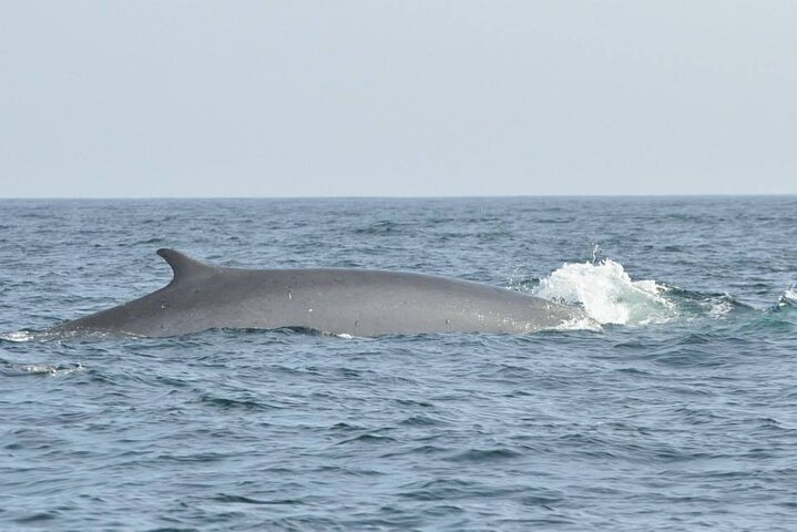 Whale and Dolphin Watching Tour on Pico Island