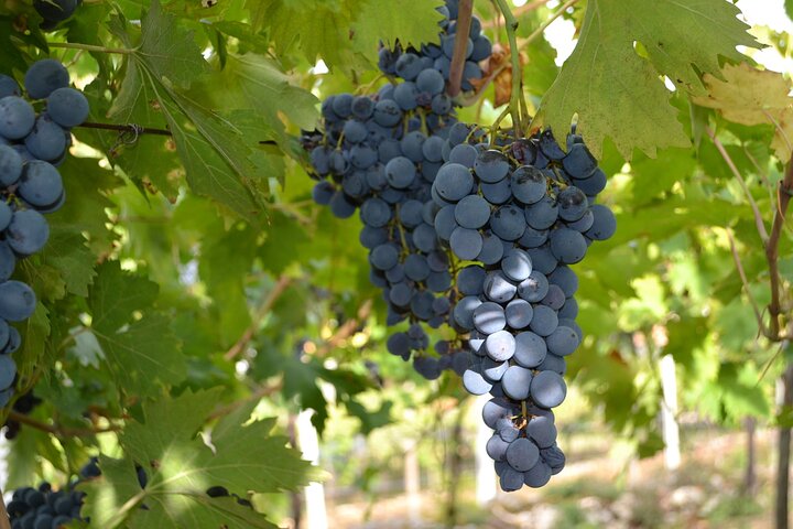 Amarone Della Valpolicella Wine Experience - Meet the Vogadori Family