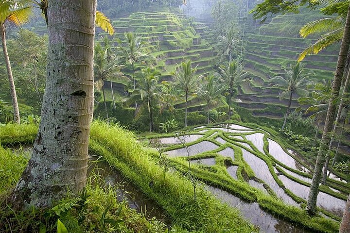 Selogriyo Temple and Trekking Java Rice Terraces, hidden waterfall -Nature Java