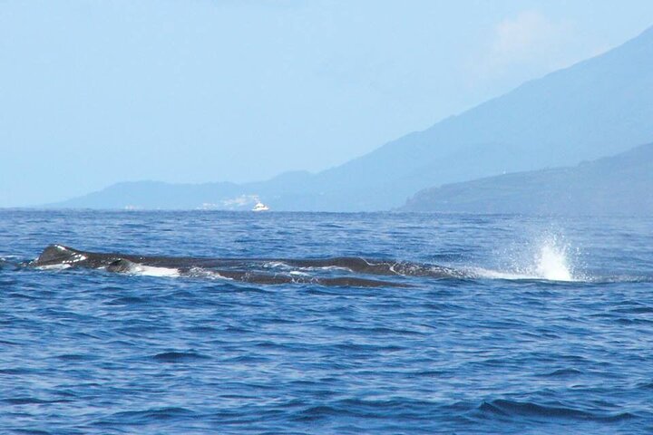 Whale and Dolphin Watching Tour on Pico Island