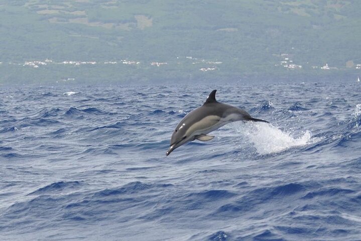 Whale and Dolphin Watching Tour on Pico Island
