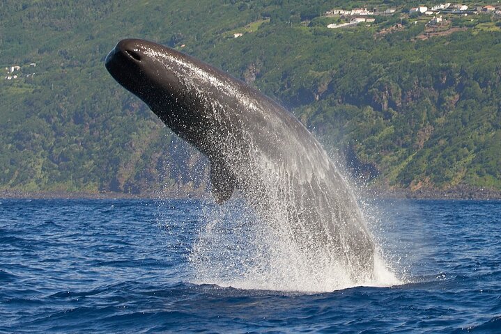 Whale and Dolphin Watching Tour on Pico Island