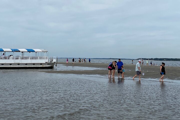 Hilton Head Dolphin Tour with Stop at Disappearing Island