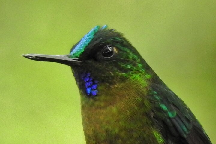 Full-Day Mindo Cloud Forest Tour Birdwatching Waterfalls and Hike