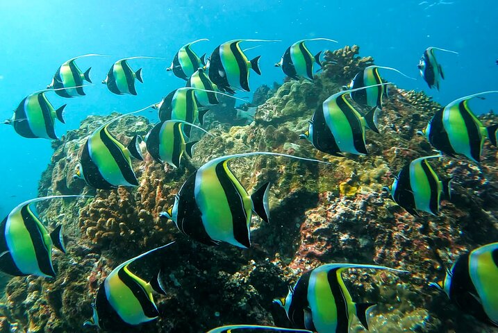 Caño Island all inclusive Snorkeling Tour in small groups