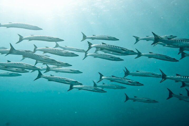 Diving tour in Isla del Caño for certified divers