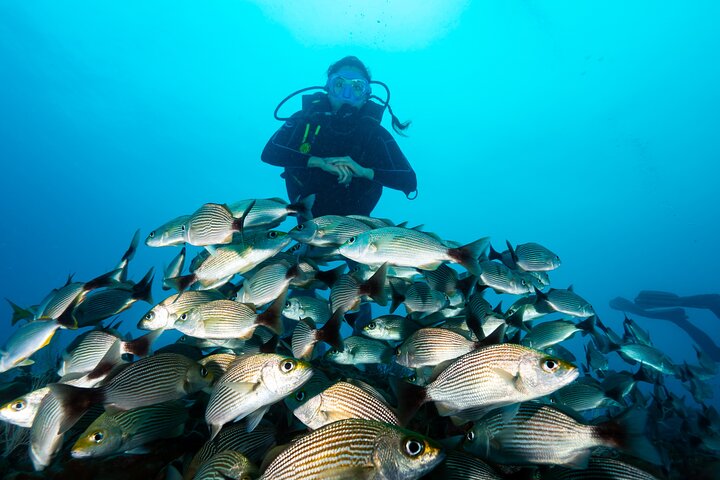Diving tour in Isla del Caño for certified divers