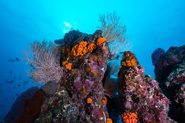 Diving tour in Isla del Caño for certified divers