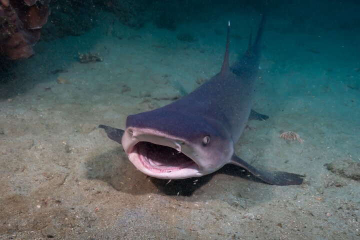 Diving tour in Isla del Caño for certified divers