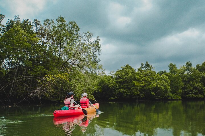 Mangrove Kayaking Adventure in Singapore