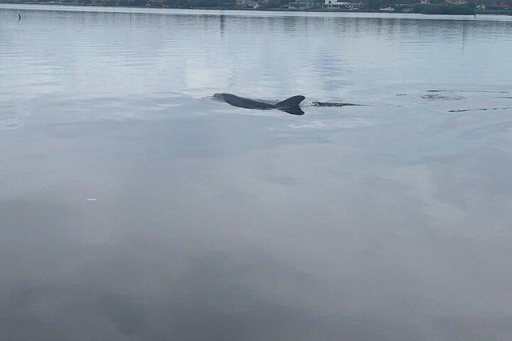 Dolphin and Manatee Tour of Marco Island by Kayak or SUP
