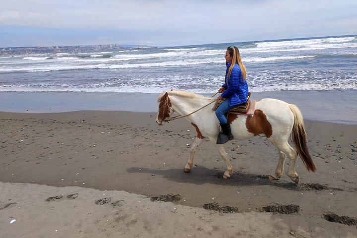 Penguin Watching-Navigation Horseback Riding & BBQ FromVALPARAISO