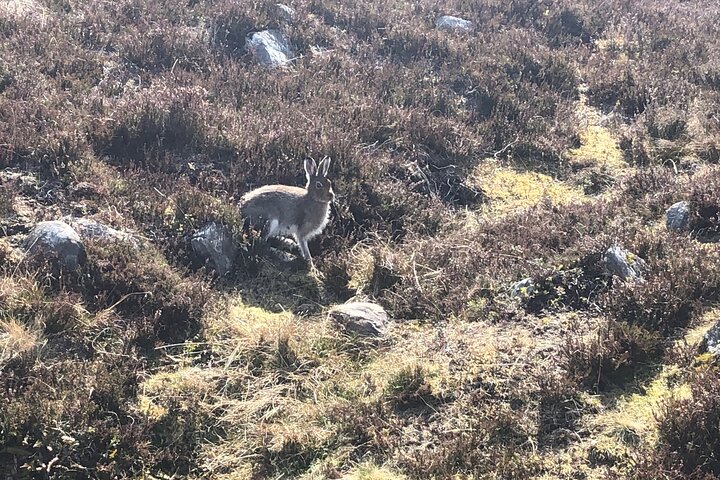 Private Guided Mountain Walking Experience in the Cairngorms