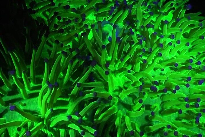 Fluorescent snorkeling with ultraviolet flashlights